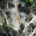 Splitbeard Bluestem